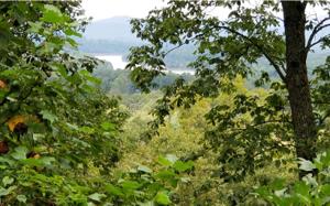LT 85 4.3 ACRES DAN KNOB