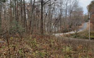 WOODLAND LANE