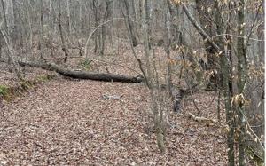 TCT9C DOLL MOUNTAIN RD