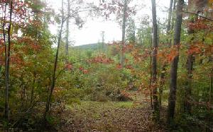 1 CHESTNUT OAKS