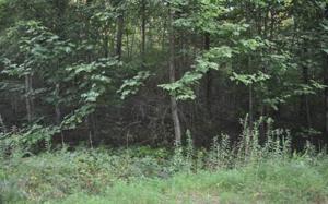 LT 80 LAUREL DR