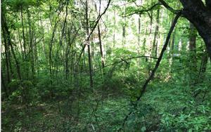 14 WOODS OF HUNTER
