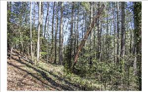 00 FOREST VIEW LANE