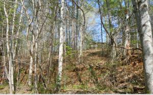 LT 15 BIG BASS TRAIL