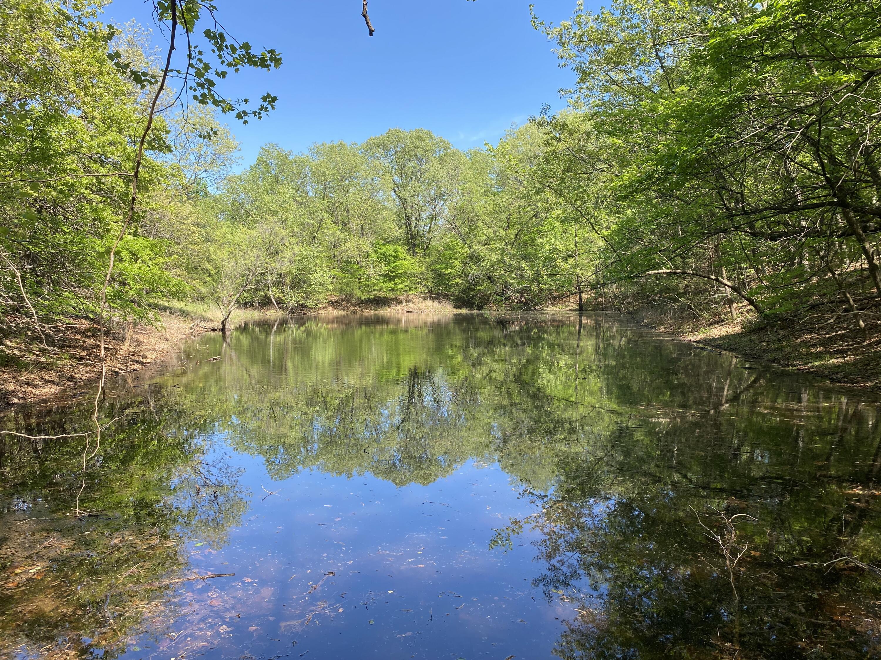 Image 4: Pond 1
