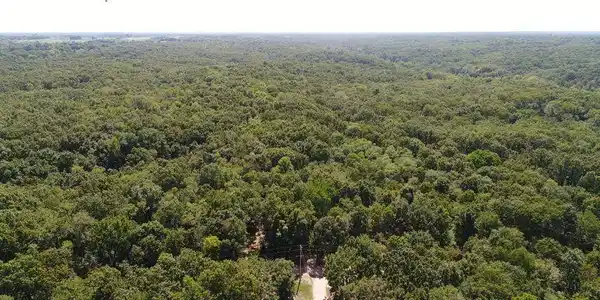 Image 3: 307 wooded acres
