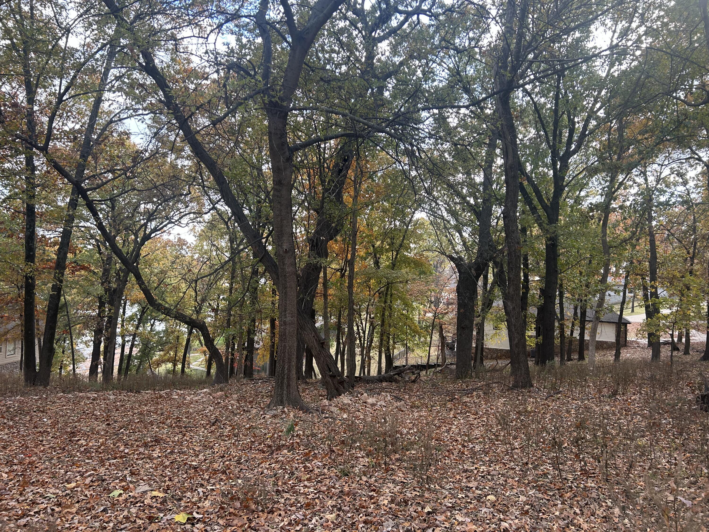 Image 3: Mature trees