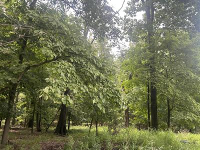 Pheasant Place