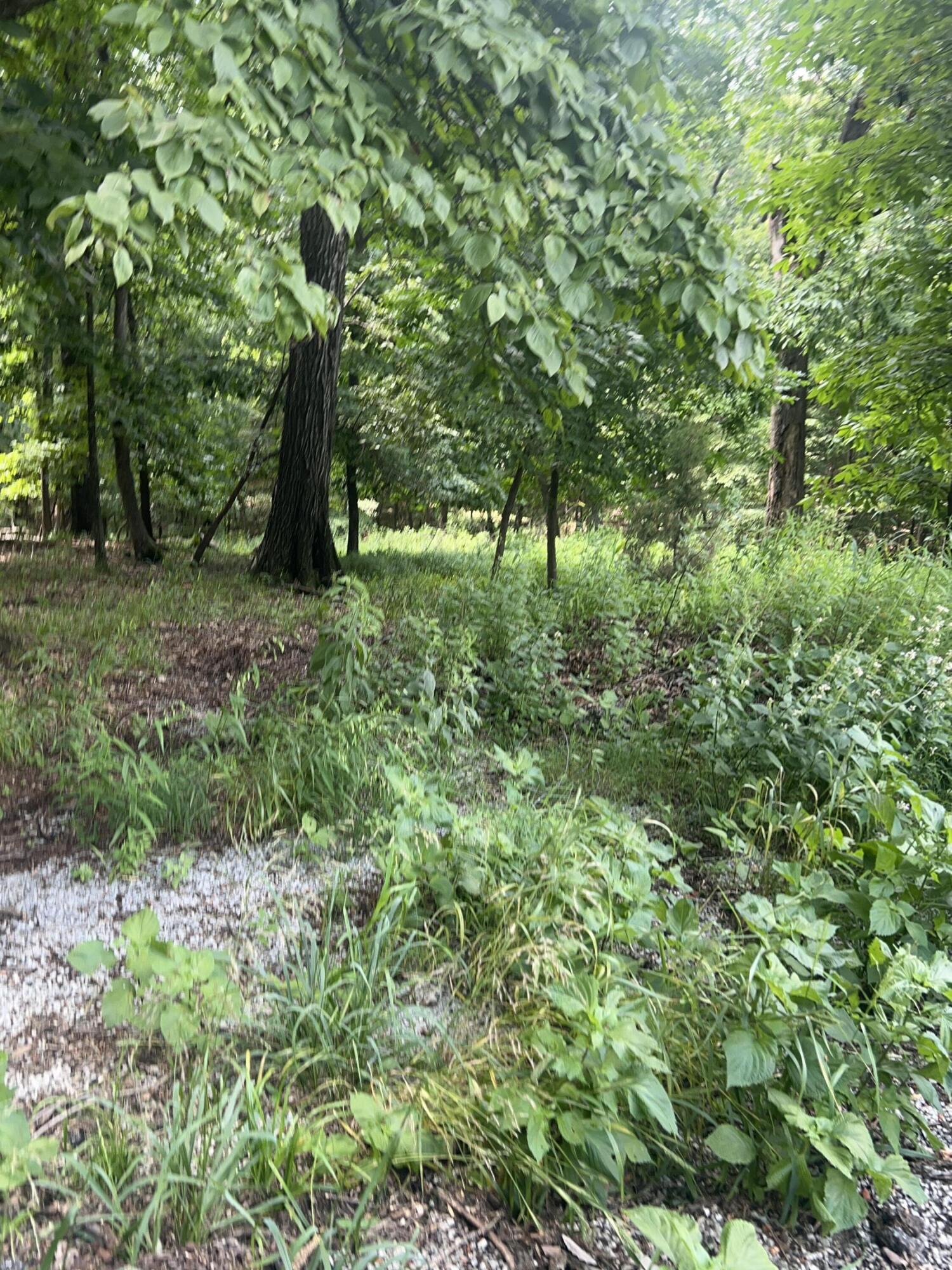 Image 2: wooded