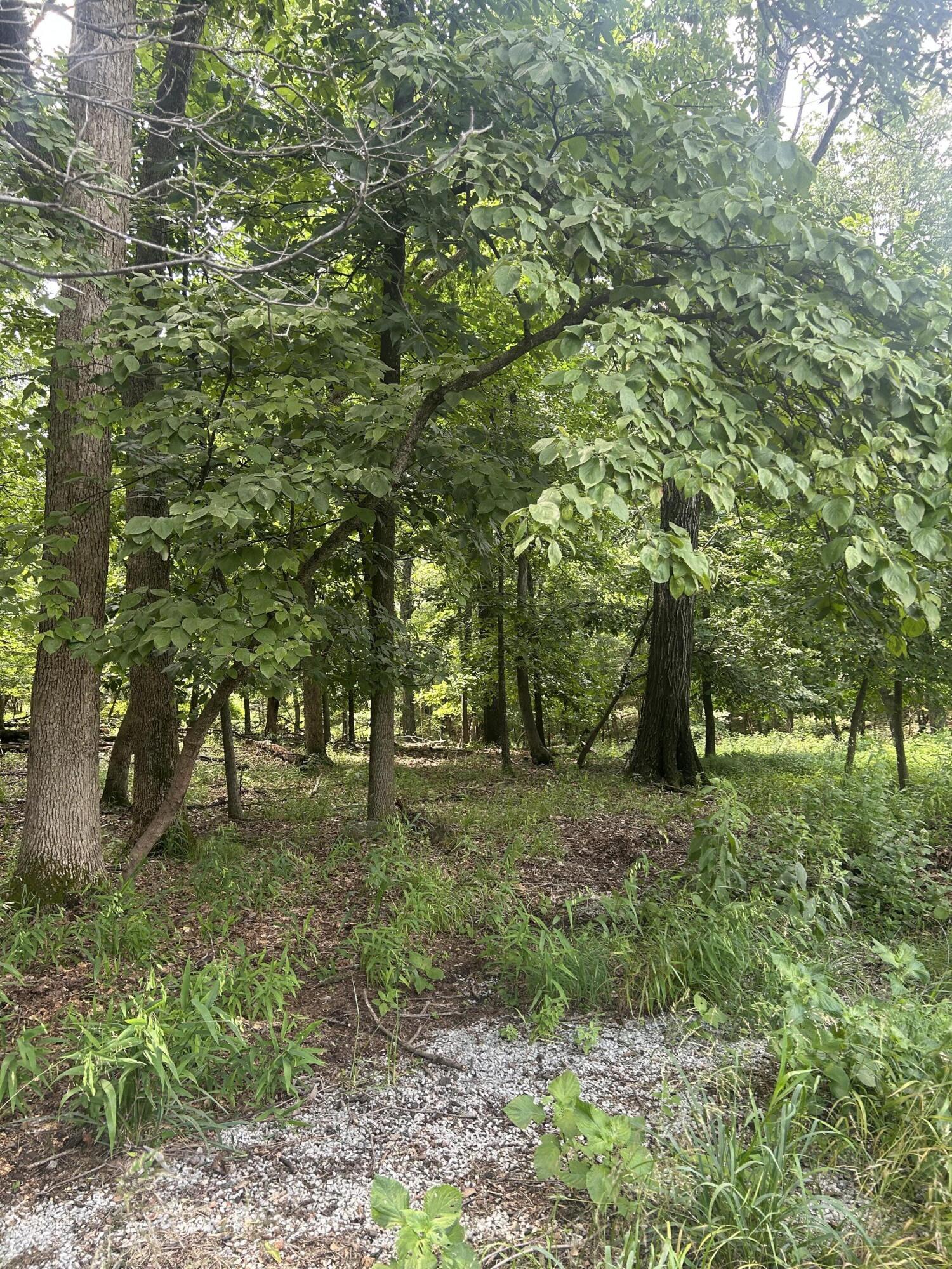Image 3: Mature trees