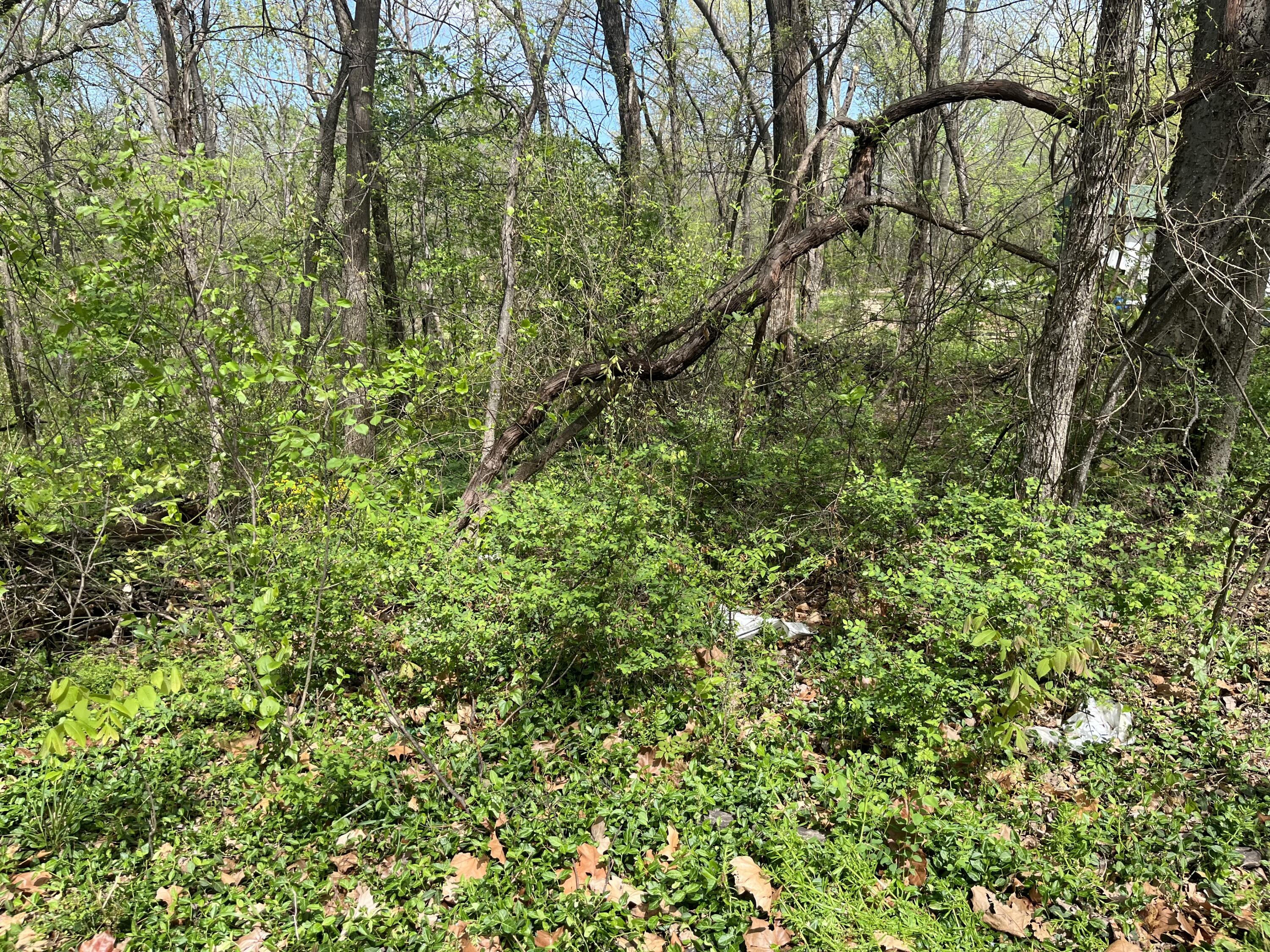 Image 1: SS 2 1