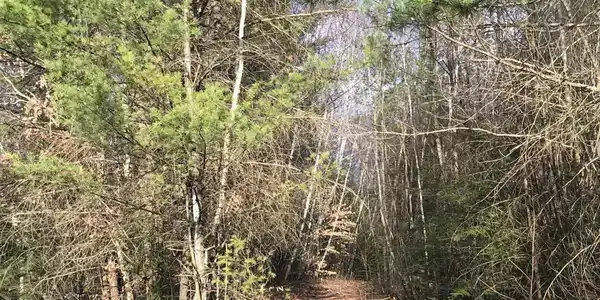Forest Lake