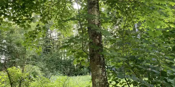 Pine Glen