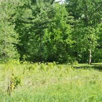 Lot #28 Cherry