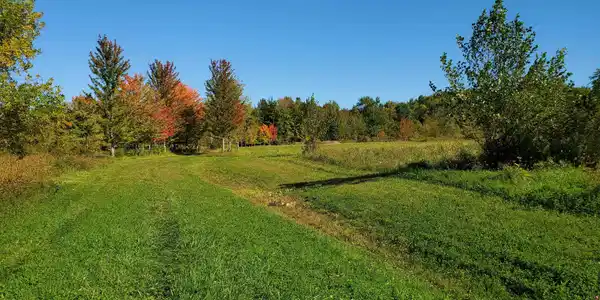 251 Tamarak