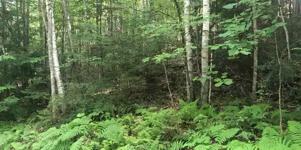 Dartmouth