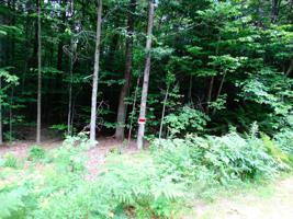 0 Beechwood