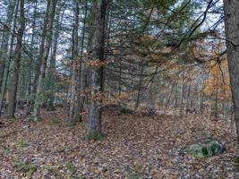 Lot 68E Maple