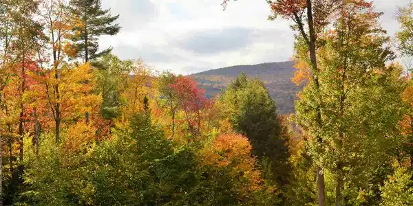 Lot 8 Echo View