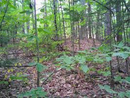 Lot 82 Red Oak