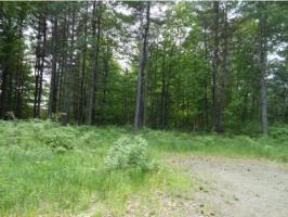 Lot #57 Cherry