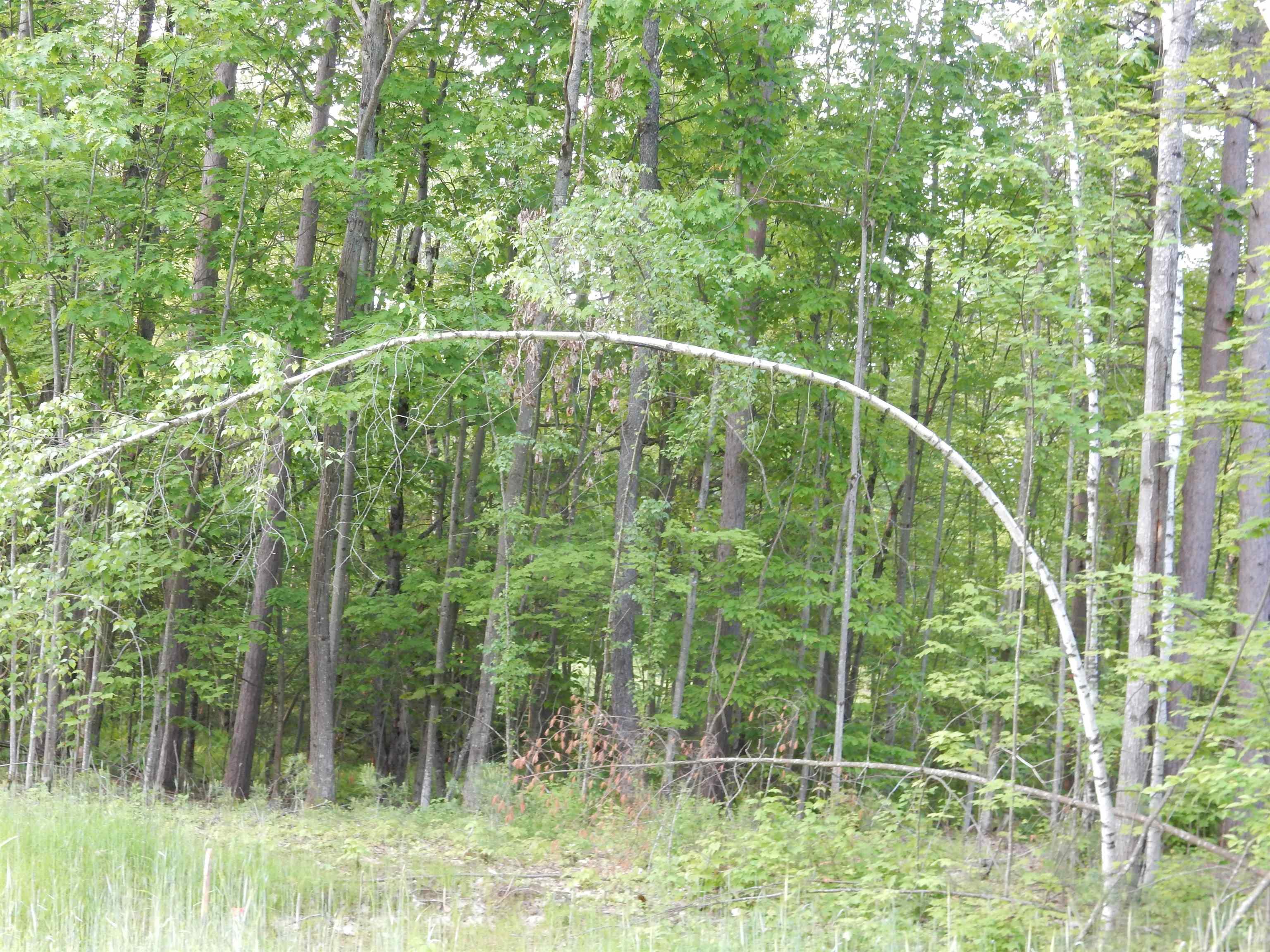 Image 3: the lot