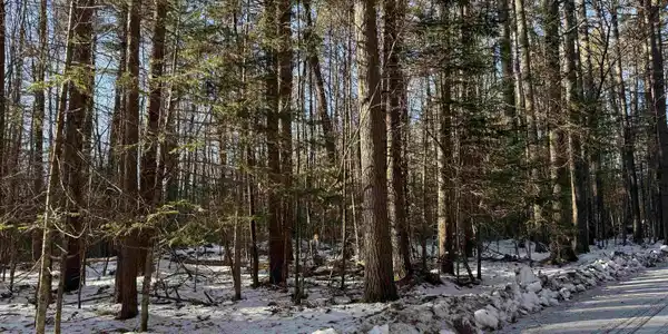 Blueberry Woods Drive
