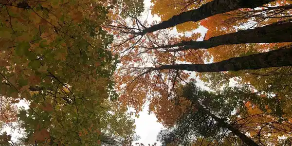 Hemlock