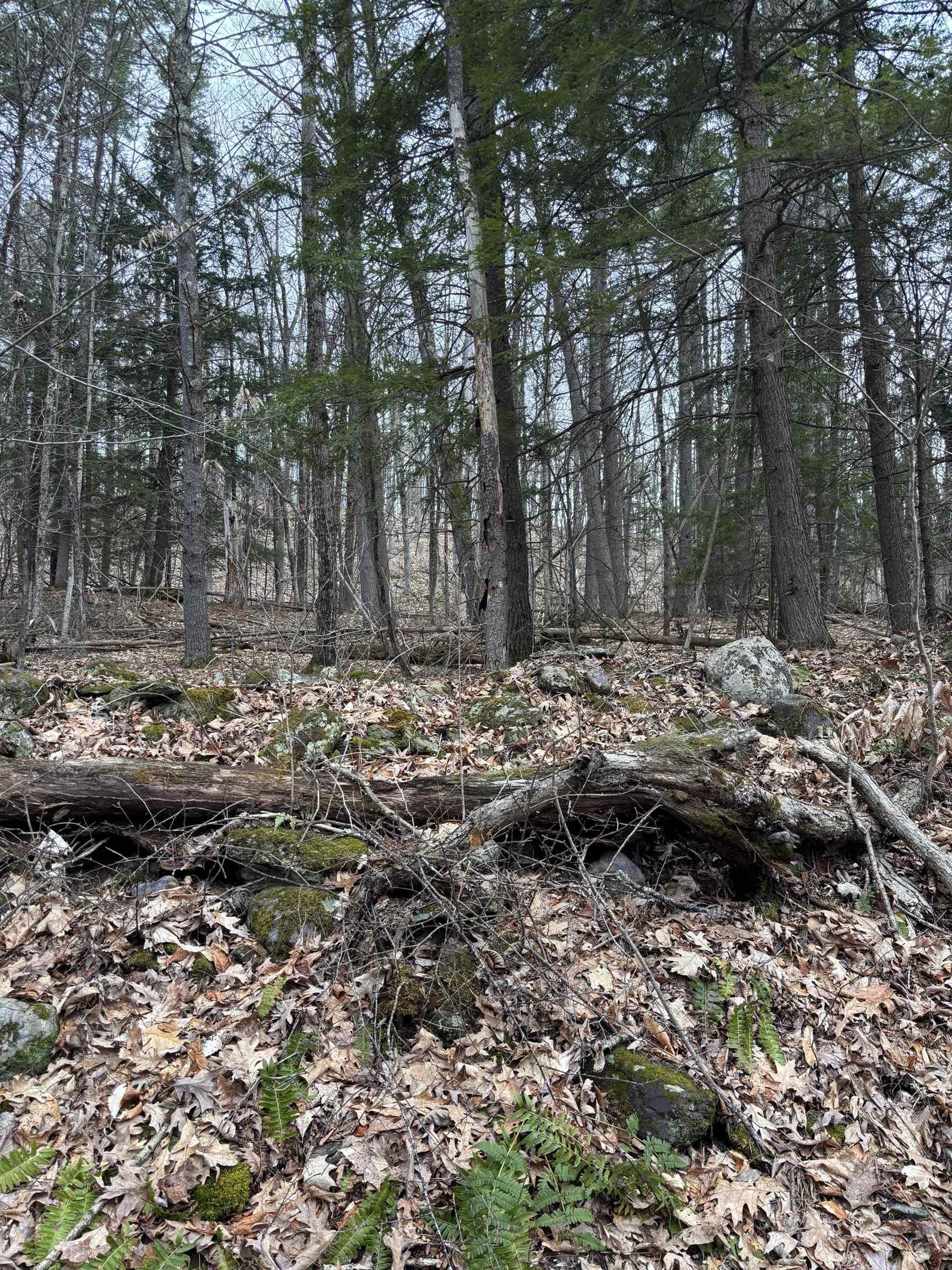 Image 2: Gleason land 2