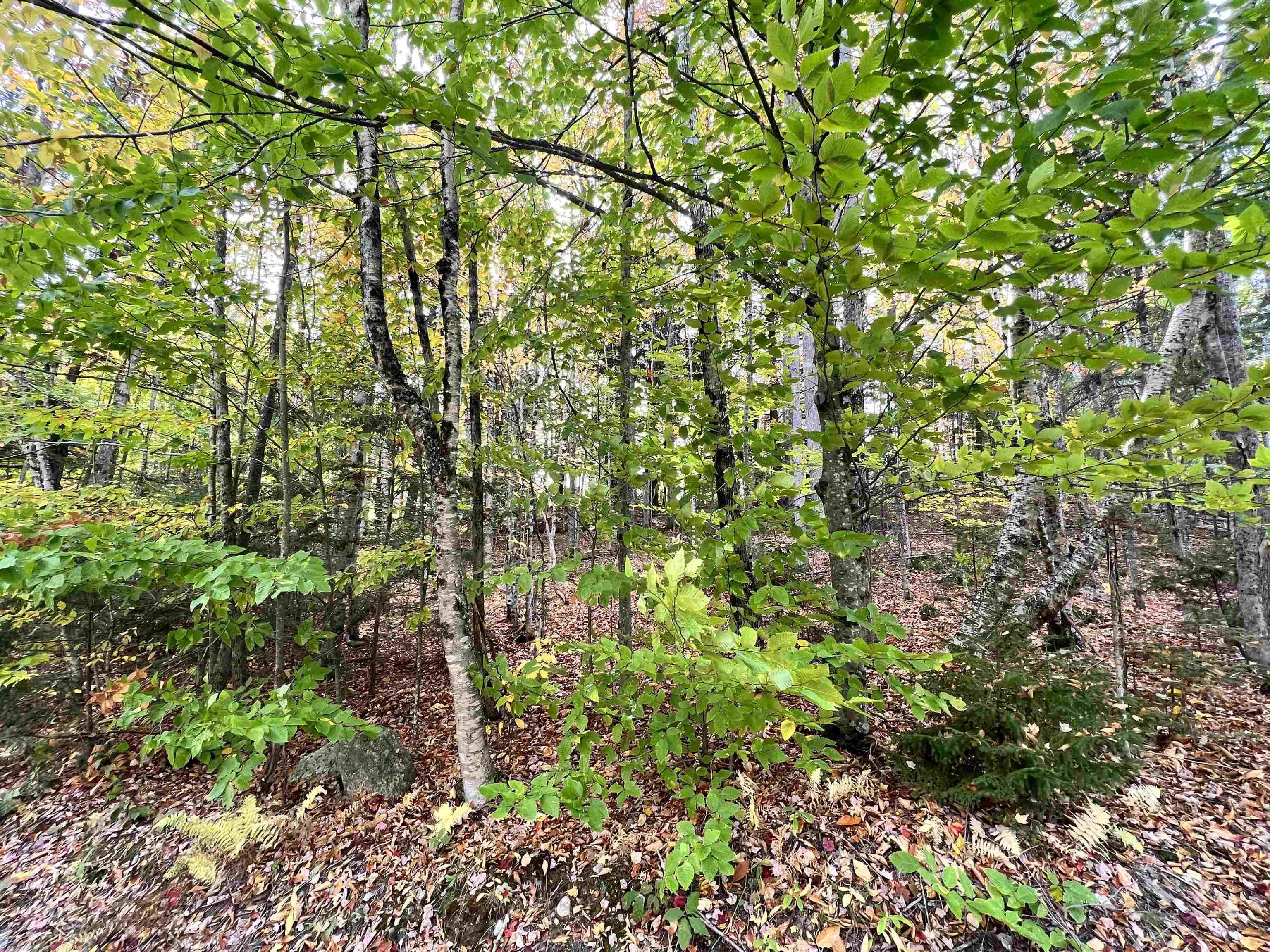 Image 1 Image 1