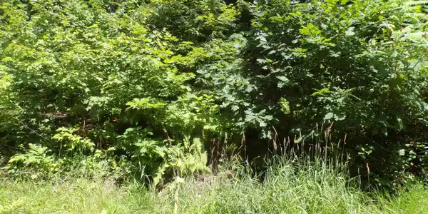 Lot 14 Eastman Shore Road