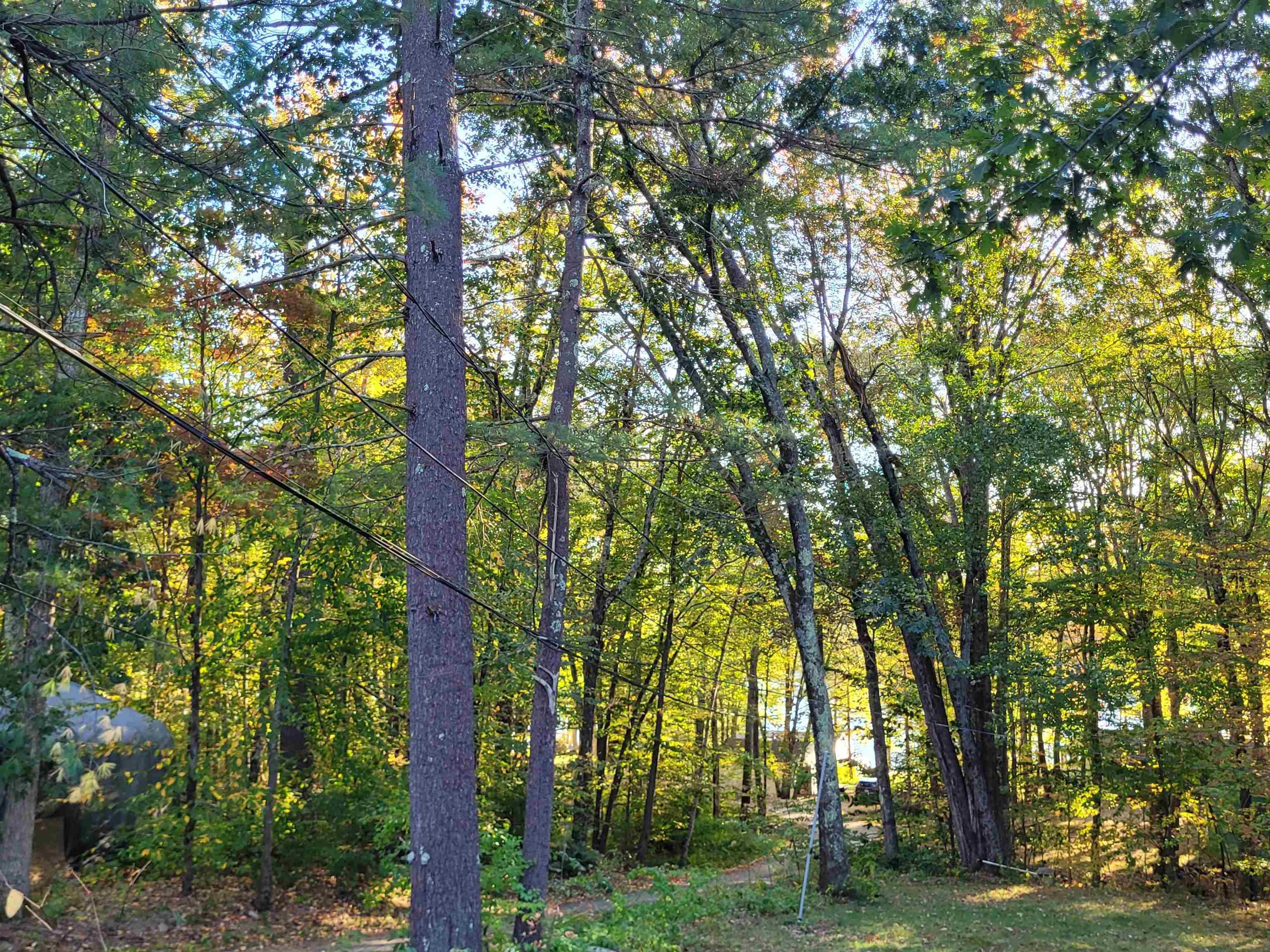 Image 2: Wooded Area