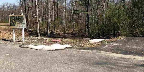19 Whitetail