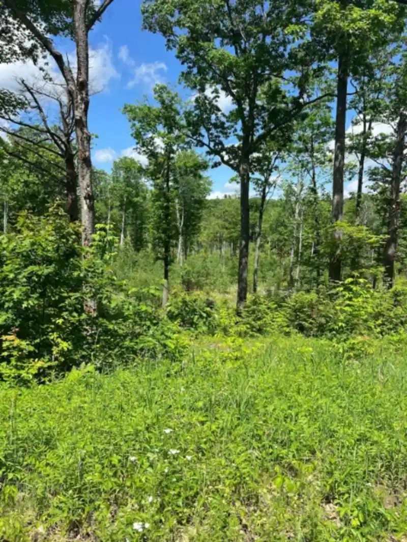 Image 1 Image 1