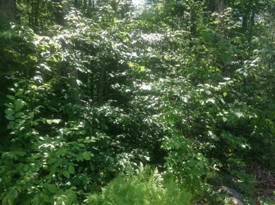 72-1 Frohock Brook Road