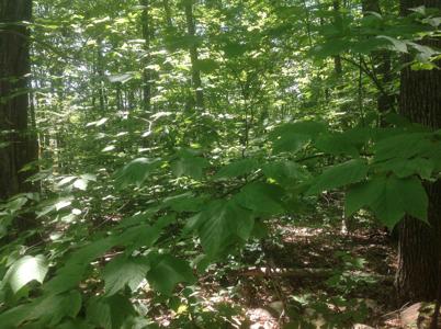 72-2 Frohock Brook Road