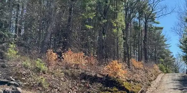 Image 2: Sloping Wooded Lot on Nutter Drive