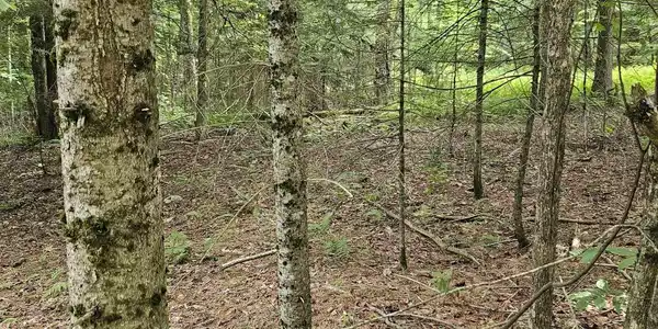 Image 4 Image 4