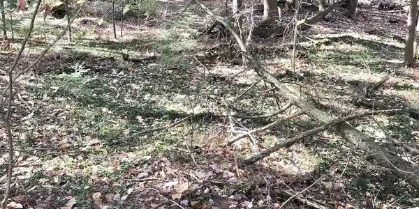 00 Beaver Glen