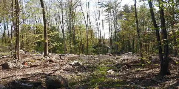 White's Grove
