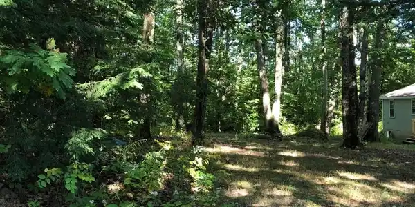 00 Hemlock