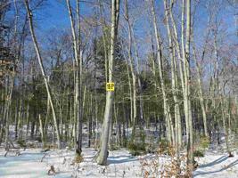Lot 15 P Buzzell Ridge