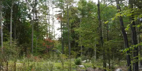 White's Grove