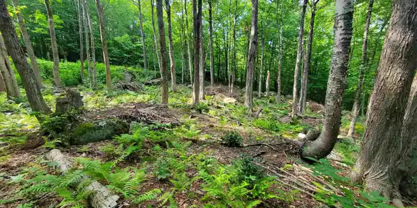 00 Fox Hill