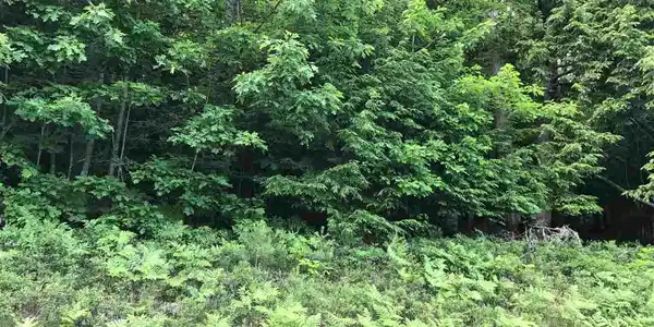 0 Perch Pond