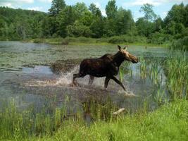 30.1 Hidden Acres