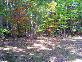 Lot 61A Colony