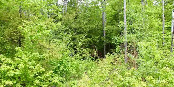 0 Alton Shores