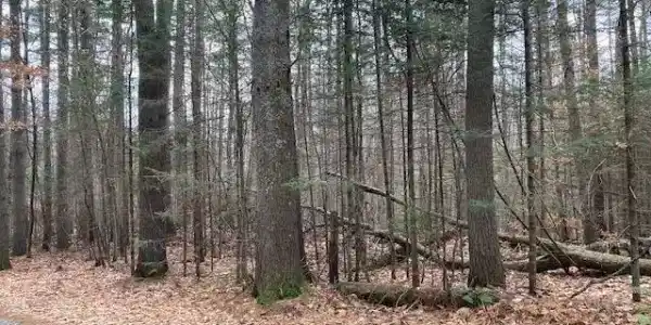 Blueberry Woods