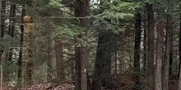 LOT 308 WHITE MOUNTAIN Road